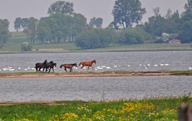 Gollwitzer Park (Insel Poel) - Photo 28