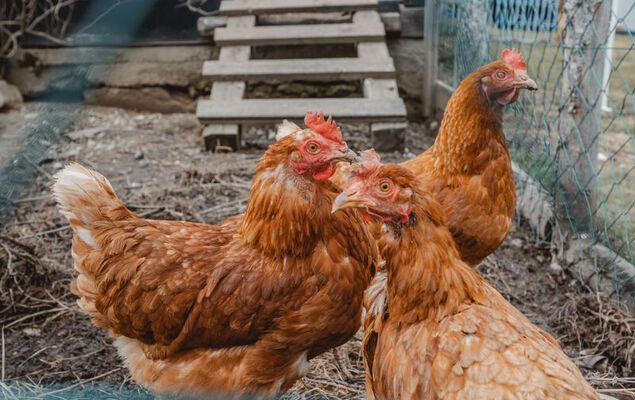Dachstein Südwand - Photo 13