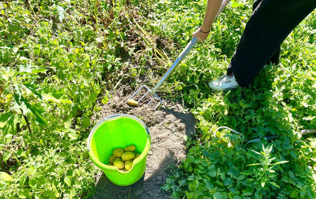 Glamping in der Orangerie - Photo 16