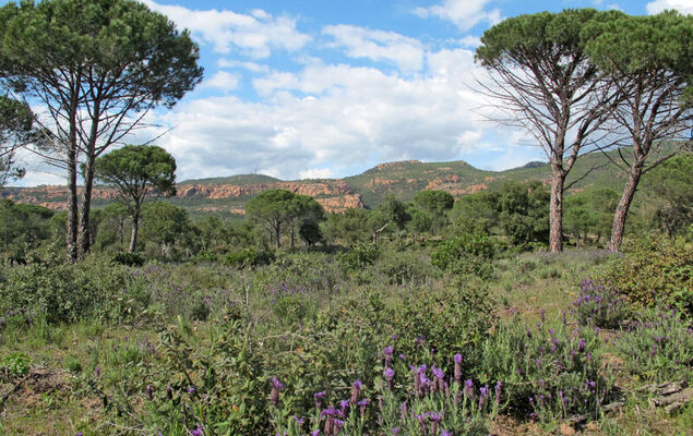 Les Domaines de St. Endréol - Photo 19